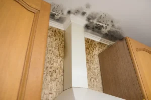 Mold Remediation in Broken Arrow